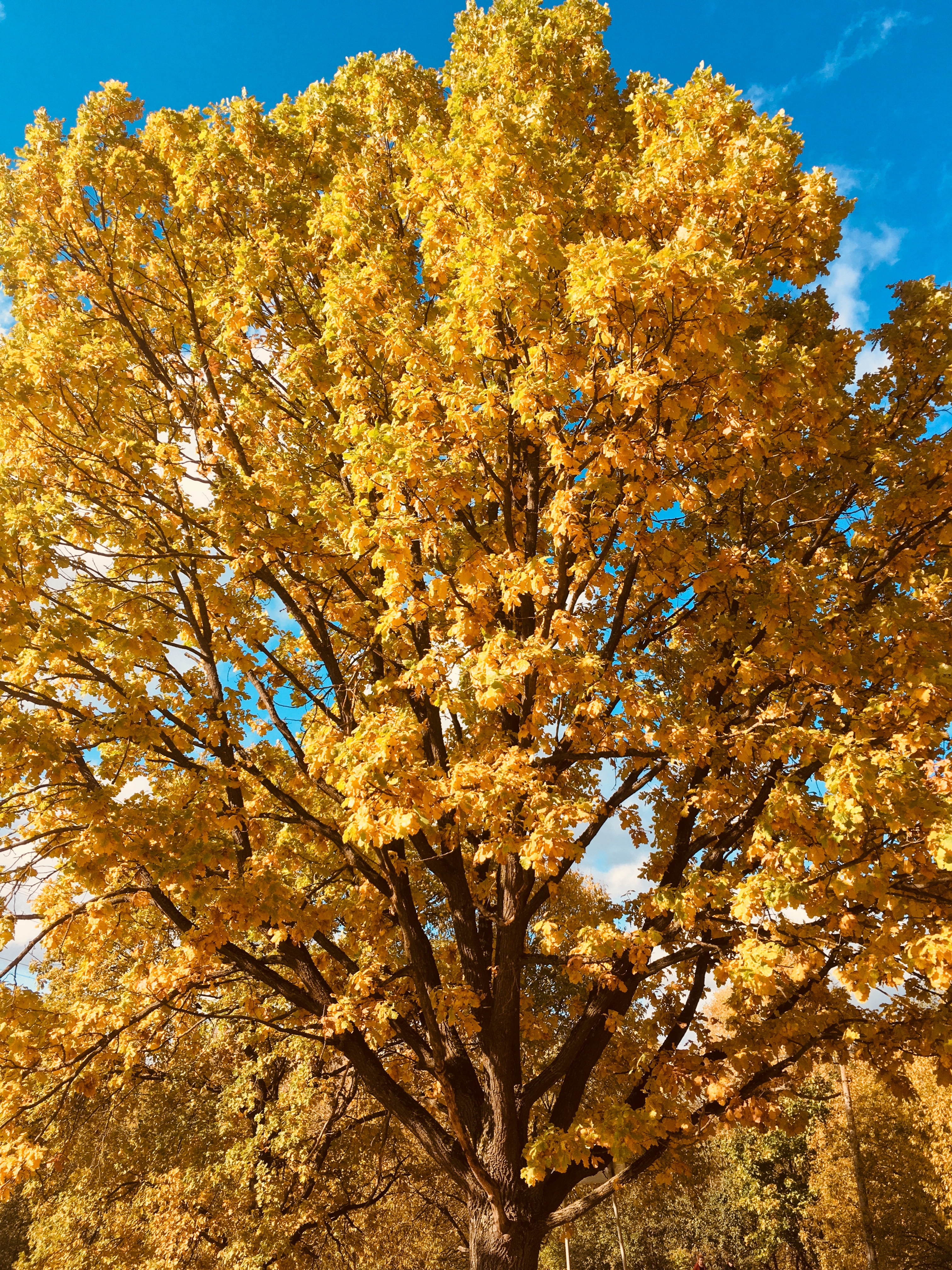 B1A84C45 4622 4CE6 BAD1 8A49F0A7D1D3