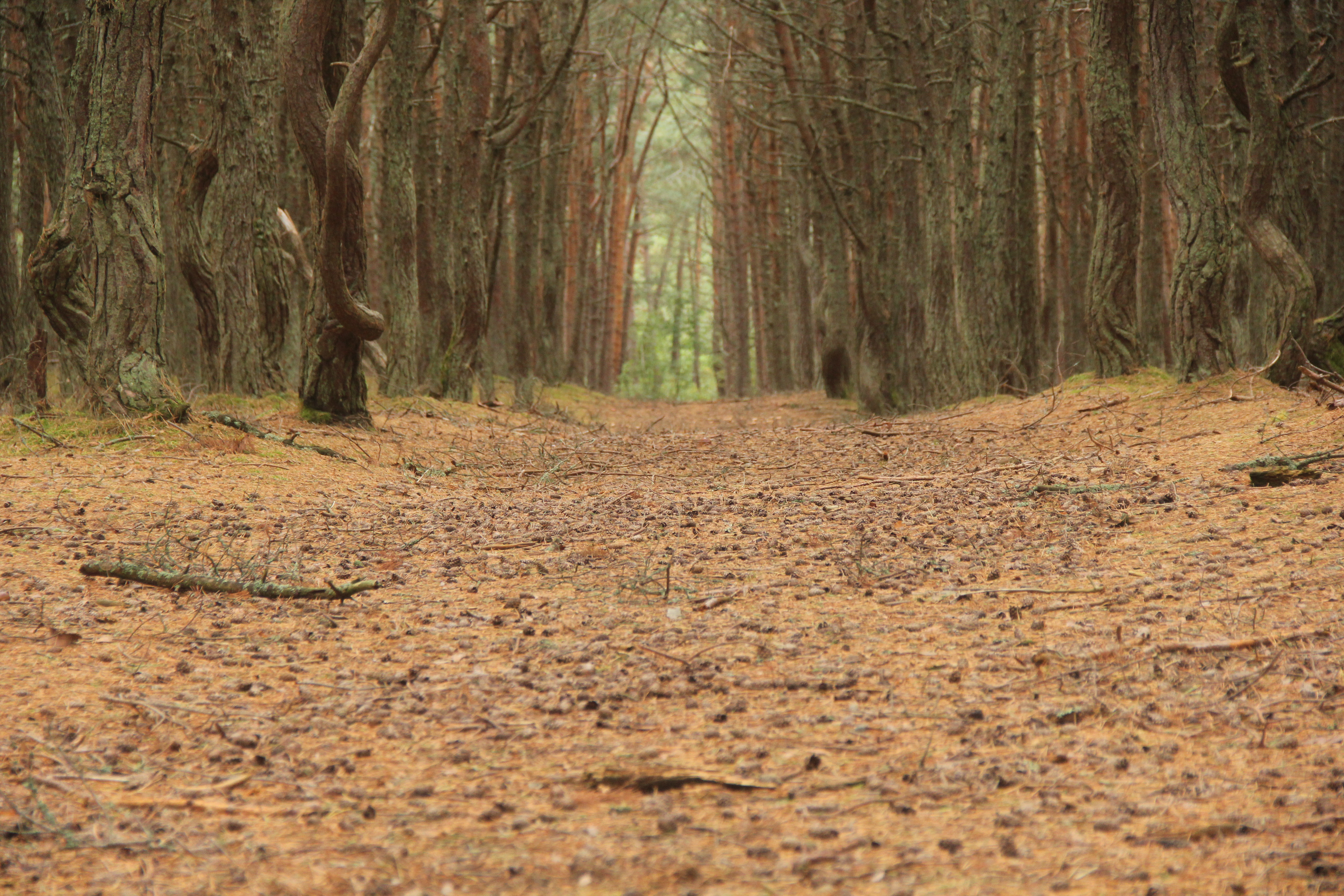 F3CF643C C14C 4B17 AFC4 FADB7E8A77C3